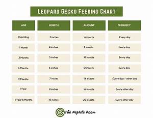How Much To Feed A Leopard Gecko Answered By Vet Tech The Reptile Room