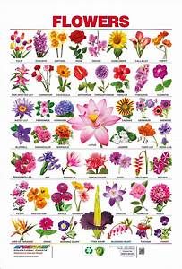 Idioms Of Flowers With Meanings And Sentences Myenglishteacher Eu Blog