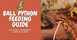 Ball Python Feeding Guide Size Chart Frequency Schedule More 06 2023