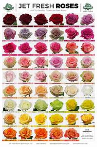 Jet Fresh Flowers Wholesale Roses Variety Sheet These Varieties And
