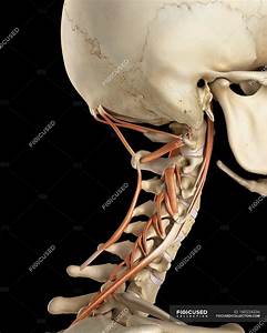Human Bone Anatomy Back Free Anatomy Quiz Bones Of The Skeleton