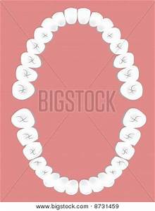 Dental Chart Image Photo Free Trial Bigstock