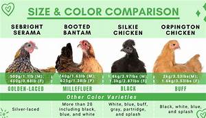 Guide To Black Silkie Chicken Silkie Chicken Experts
