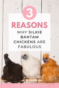 Reasons Why Silkie Bantam Chickens Are Fabulous Silkies Silkie