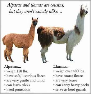 Alpaca Vs Llama Difference Between Alpaca And Llama