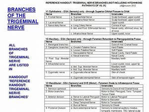 ppt all branches of trigeminal nerve are listed in handoout