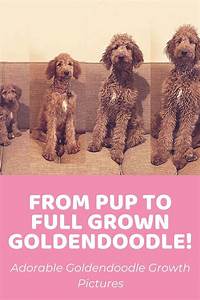 Goldendoodle Size Chart For Mini Medium And Standard Goldendoodles