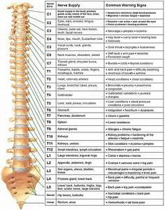 Spinal Chord Map Health Info Health And Wellness Health Fitness