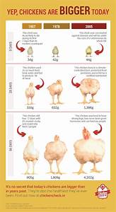 Chicken Growth Over Time Chicken Check In