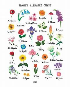 Flower Alphabet Chart Art Print Etsy Flowers Names And Pictures