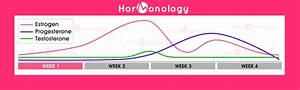 Female Hormone Cycle What Goes On During Your Monthly Cycle
