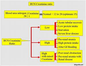 blood urea nitrogen creatinine ratio and interpretations