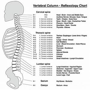 Spine Column Reflexology Chart Vertebral Column With Names And Numbers