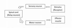 Reflex Response Biology Socratic