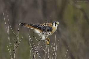 All Sizes The American Kestrel Flickr Photo Sharing