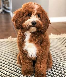 All Goldendoodle Colors And Patterns Explained With Pictures