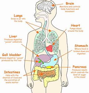 Humanorgans Gif 412 433 In 2020 Human Body Organs Human Body