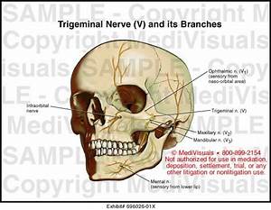 Trigeminal Nerve V And Its Brances Medical Exhibit Medivisuals