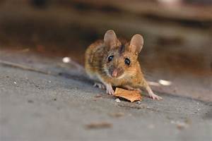 Top 8 Common Rodents In Northeastern Pa The Pest Rangers