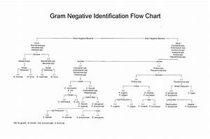 Gram Negative Identification Flow Chart Flowchart Examples