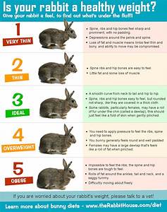 Checking Rabbit Weights At Home Pets
