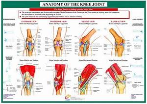 Image Result For Knee Anatomy Joints Anatomy Knee Joint Anatomy