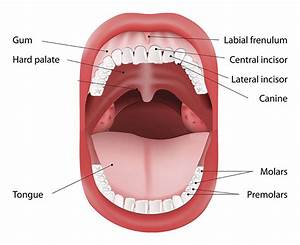 Simple Mouth Diagram