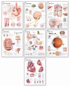 Body Organ Wall Chart Set Scientific Publishing
