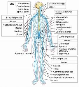 Head Nerve Diagram