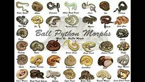 Ball Python Morphs Ball Python Morphs Ball Python Pet Ball Python