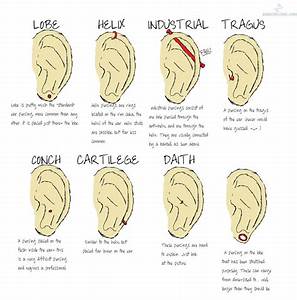 Facial Piercings Chart Face Piercing Chart Ear Piercing Di Flickr