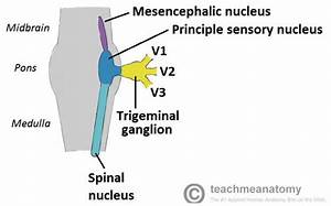 The Trigeminal Nerve Cn V Course Divisions Teachmeanatomy