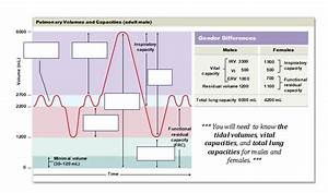 Pulmonary Volumes And Capacities Diagram Quizlet