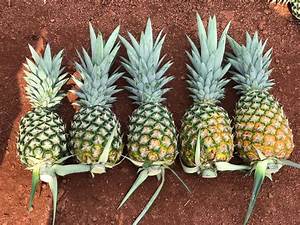 Pineapple Index Apine