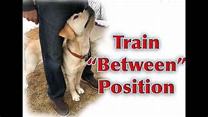 Dog Training Tutorial Quot Between Quot Position Youtube
