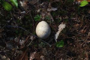Need Help Mystery Egg In The Woods Bedlam Farm