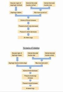 Show The Process Of Respiration With The Help Or Flow Chart Brainly In