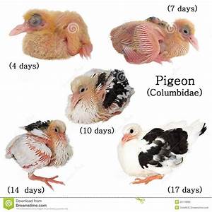 Racing Pigeon Colors Chart Peepsburgh Com