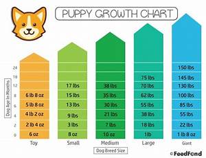 Puppy Height Growth Chart