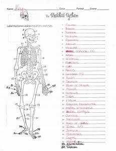 Frog Skeletal System Diagram Biology If8765 Answers
