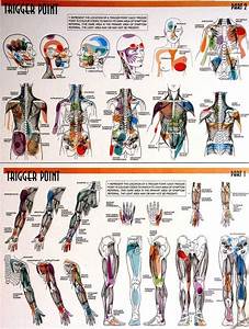 trigger points check out the pdf documents associated with this