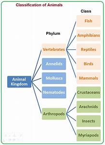 Classification Of Animal Kingdom Plant Kingdom Types Of Phylum