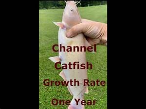 Channel Catfish Growth Rate In One Year Amazing Youtube