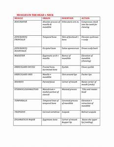 Summary Complete Lab Work Origin Action Chart Muscles