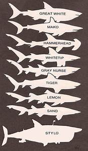 Shark Identification Chart Biology Pinterest Charts And Sharks