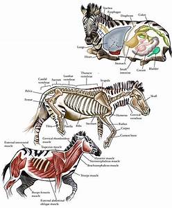 Anatomy Of Plains Zebra By Addie Rodgers Animal Science Save Animals