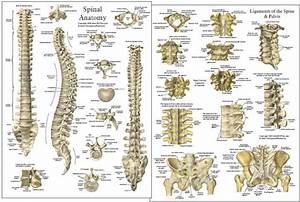 Chiropractic And Osteopathic Student Anatomy Chart Set Chiropractic
