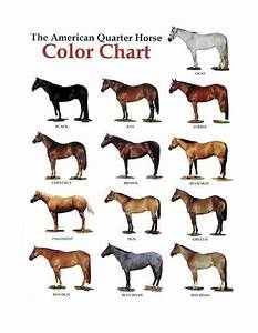 Colors Horse Color Chart Quarter Horse American Quarter Horse