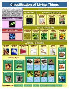Classification Of Living Things Chart By Usefulcharts Tpt