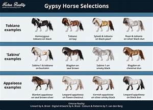 Horse Color Chart For 